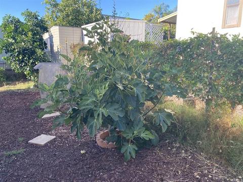 255 E Bradley Ave #51, El Cajon, CA 92021 photo 19