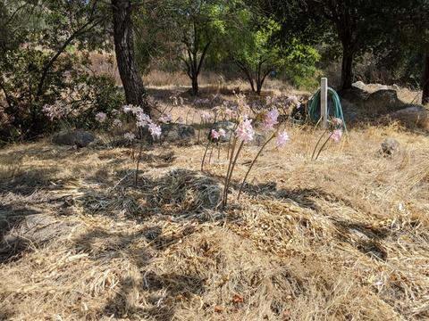 14941 Lyons Valley Rd, Jamul, CA 91935 photo 7