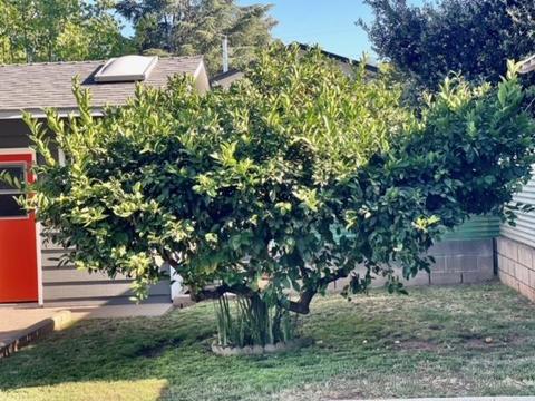 1237 Manor, El Cajon, CA 92021 photo 13