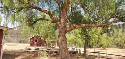 4255 Emily Dr, Jamul, CA 91935 photo 62