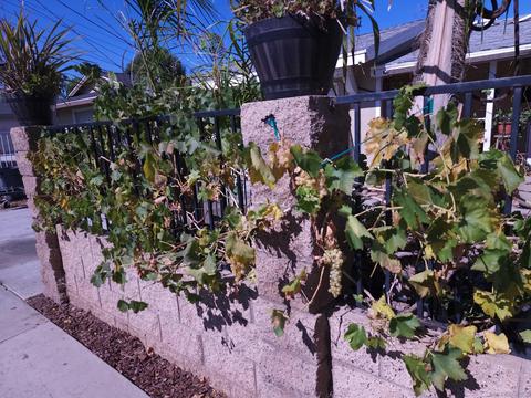 930 Daisy St, Escondido, CA 92027 photo 5