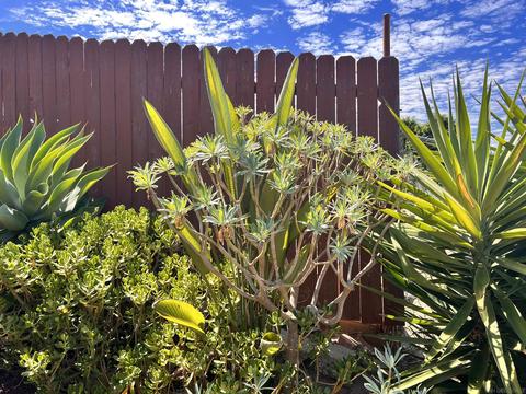 5990 Bertro Dr, La Mesa, CA 91942 photo 45