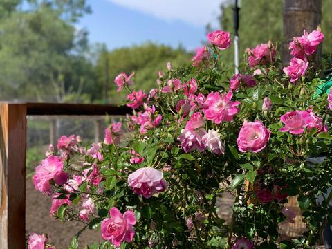 3740 Lake Ridge Rd, Fallbrook, CA 92028 photo 60