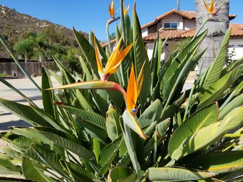 9022 Hunter Pass, Alpine, CA 91901 photo 5