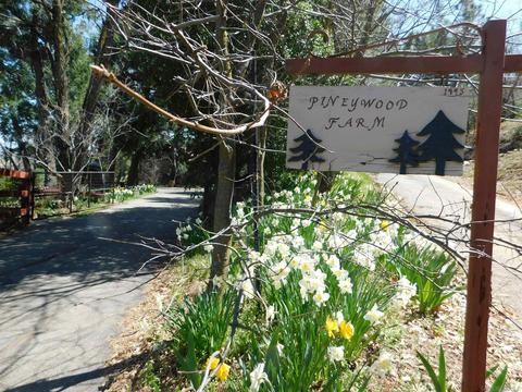 2225 Highway 78, Julian, CA 92036 photo 1