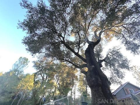 28908 Rocky Pass, Pine Valley, CA 91962 photo 32