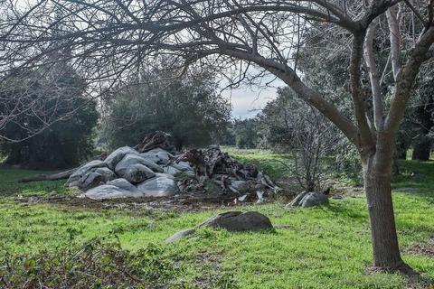 1531 Orchard Ln, Julian, CA 92036 photo 29