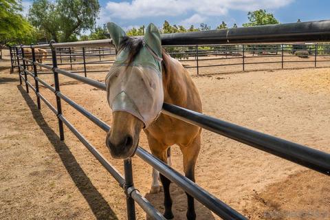 25602 Tin Cup Dr, Ramona, CA 92065 photo 46