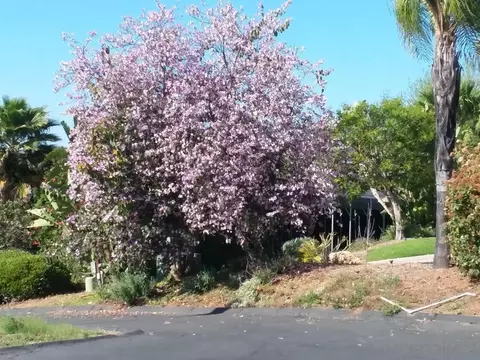 2585 Reed Rd, Escondido, CA 92027 photo 33