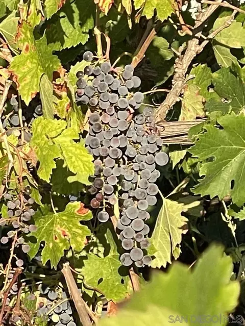 3233 Fair Oaks Ln, Spring Valley, CA 91978 photo 40