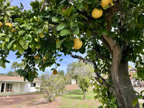 2142 Lemon Ave, Escondido, CA 92029 photo 32