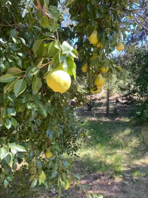 Other - 964 Chapin Dr, Julian, CA 92036 photo 7 of 12