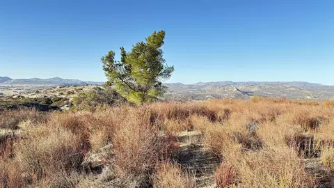 0 Forrest Gate Rd #0, Campo, CA 91906 photo 6