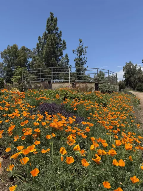 Other - 20119 Para Siempre Vis, Ramona, CA 92065 photo 3 of 17