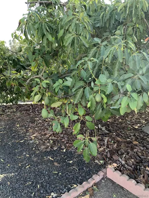 2223 Casa Cielo, Spring Valley, CA 91977 photo 43