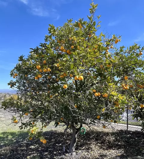 2223 Casa Cielo, Spring Valley, CA 91977 photo 42
