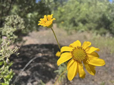 3890 Eagle Rdg #0, Julian, CA 92036 photo 28
