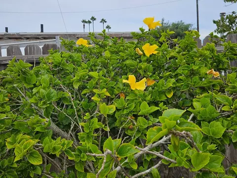 747 5th St, Imperial Beach, CA 91932 photo 18