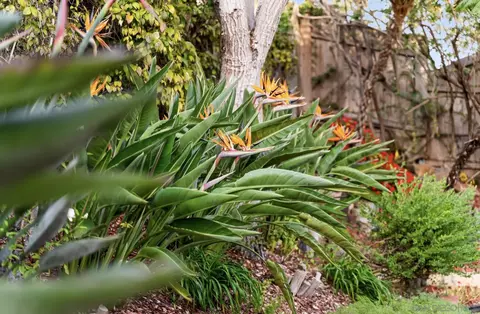 Exterior - 451 Jolina Way, Encinitas, CA 92024 photo 13 of 13