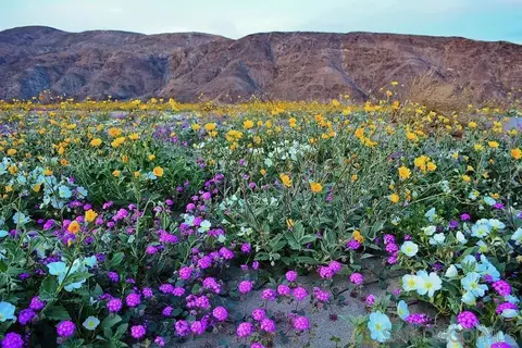 0 Palm Canyon Dr #0, Borrego Springs, CA 92004