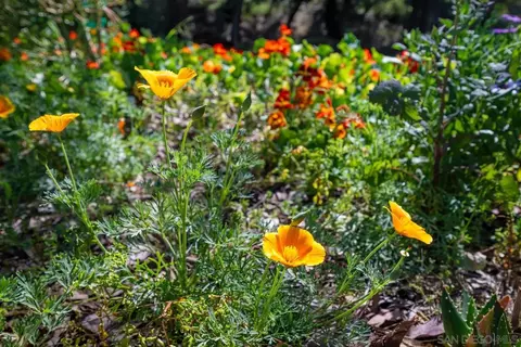 Other - 1282 Olive Ave, Fallbrook, CA 92028 photo 9 of 16