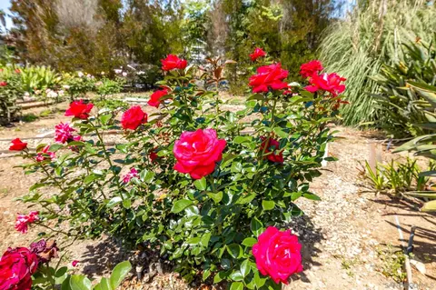 Other - 2357 Royal Crst, Escondido, CA 92025 photo 9 of 12
