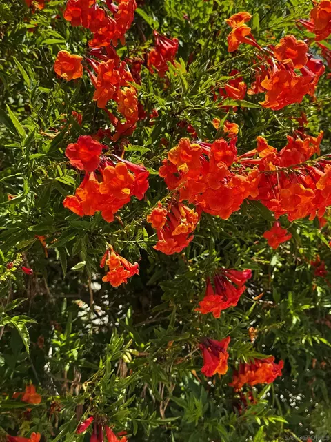 Other - 4322 Beverly Dr, La Mesa, CA 91941 photo 4 of 8