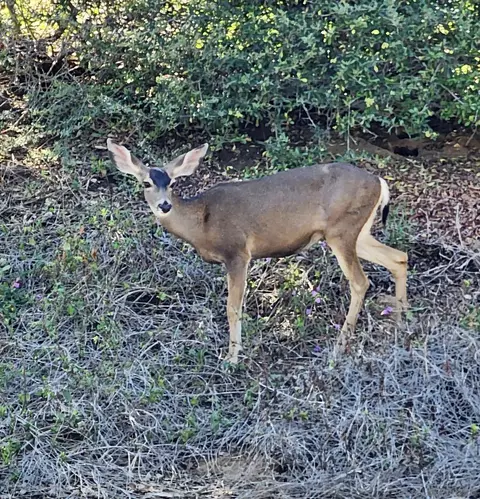 Other - 2713 Vistamonte, Escondido, CA 92027 photo 22 of 22