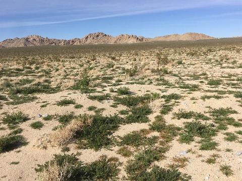 39224 End, Lucerne Valley, CA 92356 photo 18