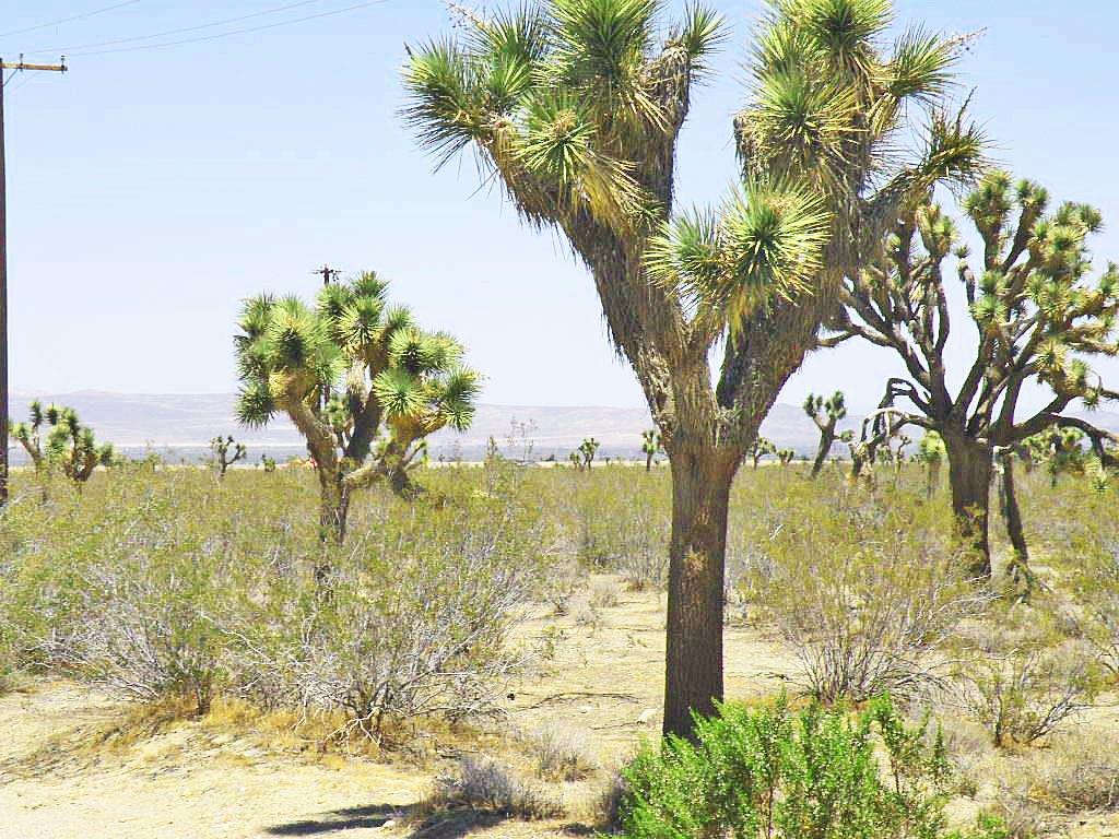 937 Ann St, Barstow, CA 92311 photo 7