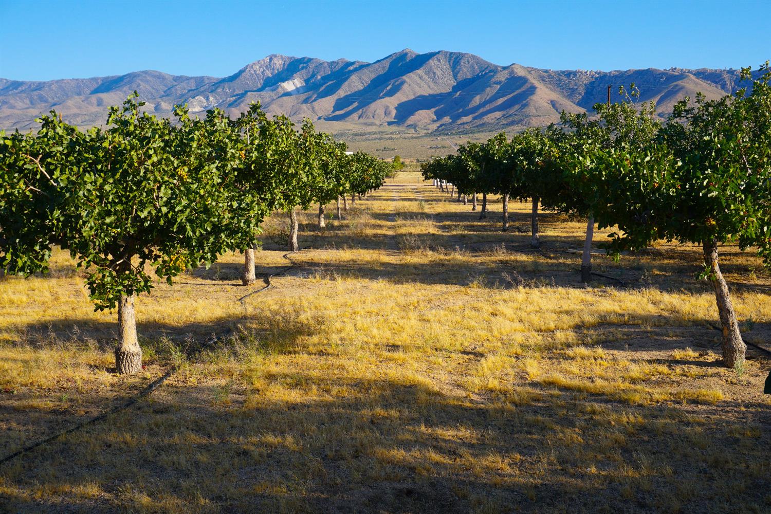 Undisclosed, Lucerne Valley, CA 92356 photo 2