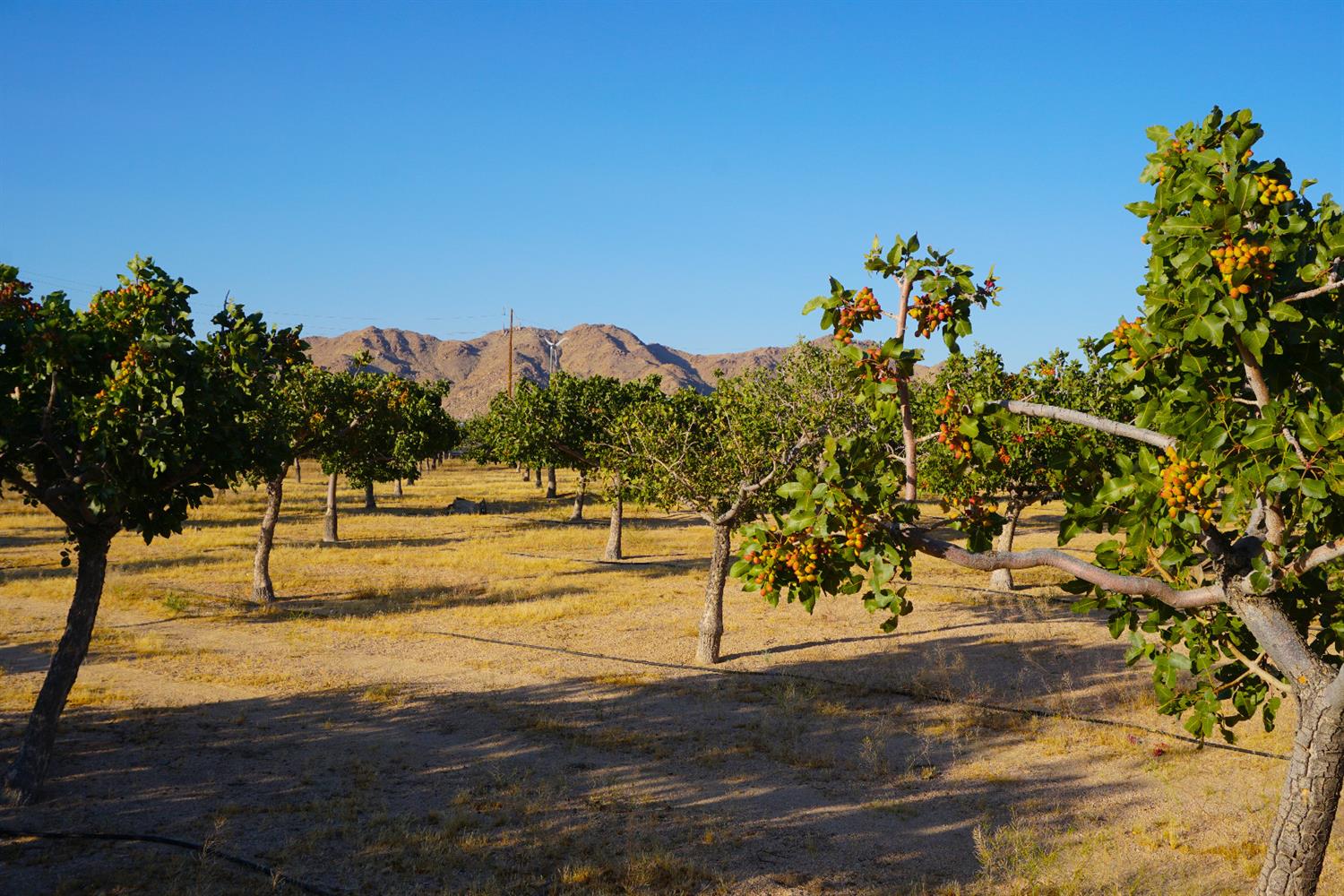 Undisclosed, Lucerne Valley, CA 92356 photo 20