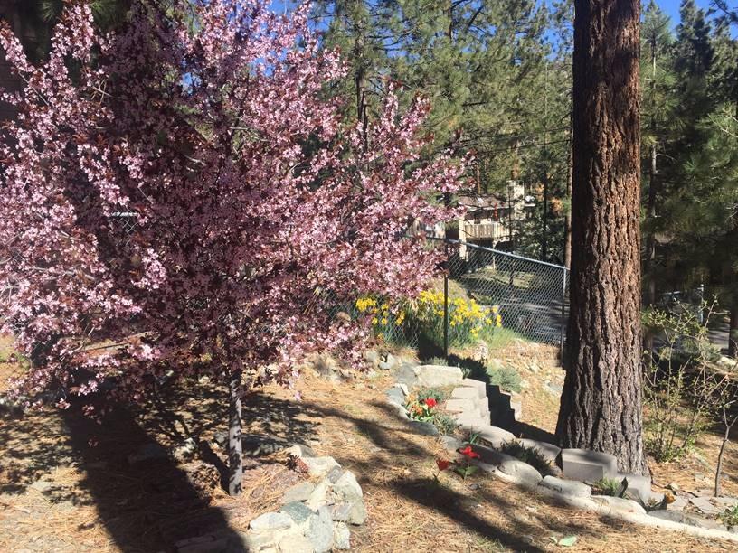 715 Lark Dr, Wrightwood, CA 92397 photo 9