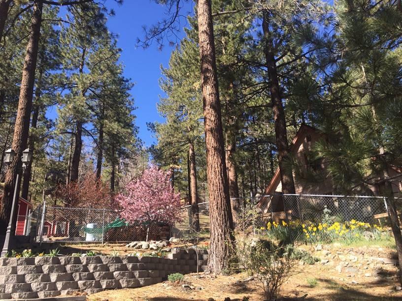 715 Lark Dr, Wrightwood, CA 92397 photo 7