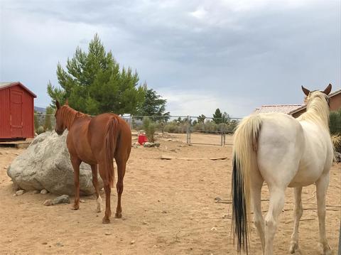 772 Calaveras Rd, Pinon Hills, CA 92372 photo 60
