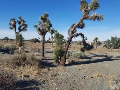 11026 Yuba Rd, Phelan, CA 92371 photo 7