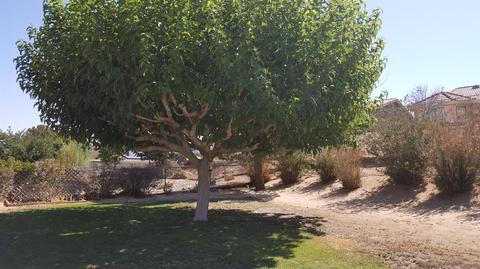 26589 Voyage Ln, Helendale, CA 92342 photo 22