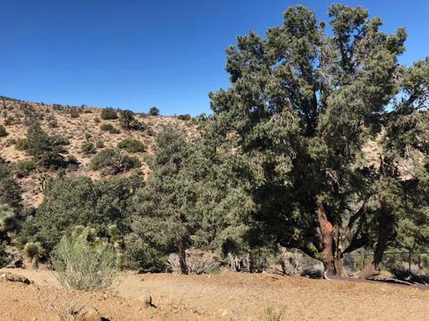 8055 Scenic Dr, Wrightwood, CA 92397 photo 2