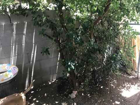 809 Caliente Dr, Barstow, CA 92311 photo 26