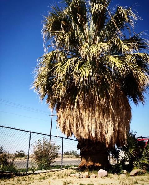 35919 Calico Rd, Yermo, CA 92398 photo 44
