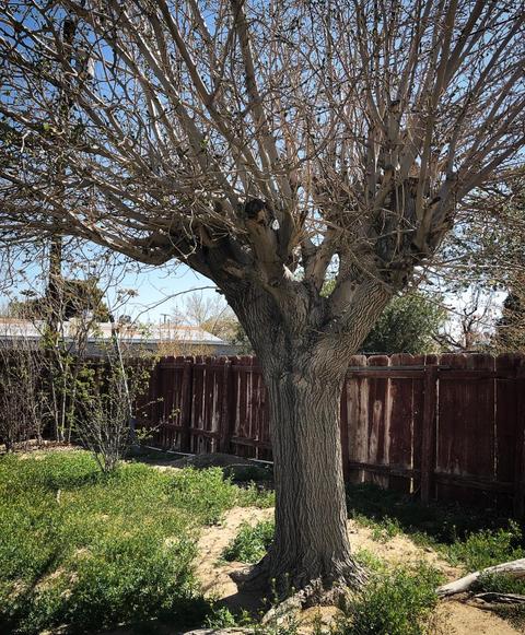 35919 Calico Rd, Yermo, CA 92398 photo 37