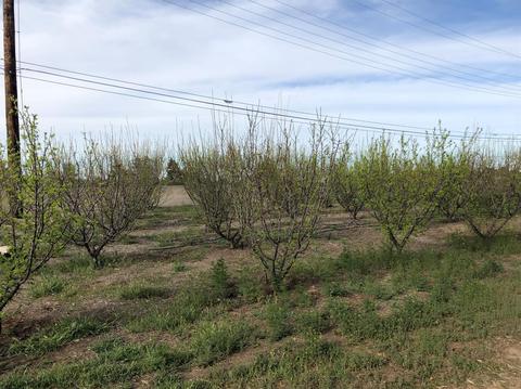 6542 Brawley Rd, Phelan, CA 92371 photo 10