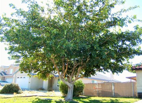 26862 Dunsmuir Ln, Helendale, CA 92342 photo 4