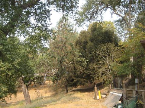 43353 43353 Pine Dr, Posey, CA 93260 photo 11
