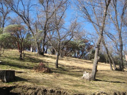 45008 Forest Dr, Posey, CA 93260 photo 23