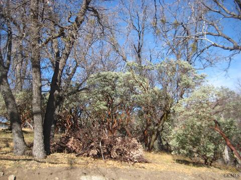 45008 Forest Dr, Posey, CA 93260 photo 22