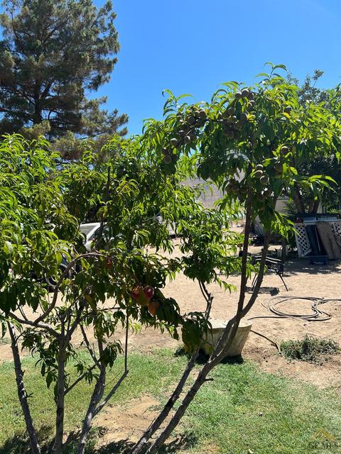 6274 Poplar St, Weldon, CA 93283 photo 5