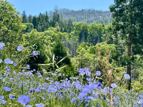 Other - 39 Jessie Way, Posey, CA 93260 photo 19 of 19
