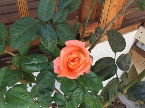 417 Pico St, Taft, CA 93268 photo 25