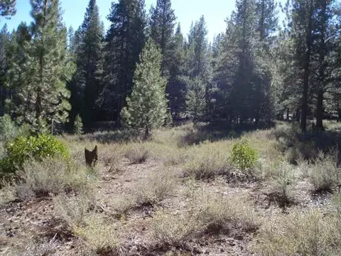 11810 Bottcher Loop, Truckee, CA 96161 photo 6